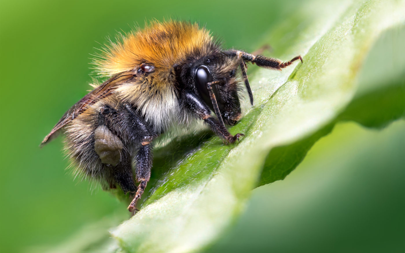 Carder bee, Bombus pascuorum on a green leaf